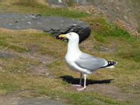 Mouette (Photo F. Mrugala) (2)